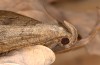 Zanclognatha lunalis: Imago (e.l. rearing, N-Greece, Sissani NW Kozani, 950m, larvae found in late autumn 2023) [S]