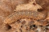 Zanclognatha lunalis: Half-grown larva in the penultimate instar after hibernation (e.l. rearing, N-Greece, Sissani NW Kozani, 950m, larvae found in late autumn 2023) [S]