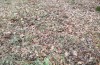 Zanclognatha lunalis: Larval habitat (N-Greece, Sissani NW Kozani, 950m, larvae found in late autumn 2023) [N]