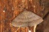 Zanclognatha lunalis: Imago (e.l. rearing, N-Greece, Sissani NW Kozani, 950m, larvae found in late autumn 2023) [S]