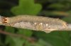 Minucia lunaris: Larva (Provence, France 2011) [S]