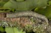 Minucia lunaris: Larva (e.l. Provence) [S]