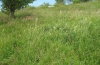 Calophasia lunula: Larval habitat on the eastern Swabian Alb, Southern Germany in a limestone grassland (July 2009) [N]