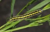 Calophasia lunula: Half-grown larva (Vinschgau, South Tyrol, late June 2011) [N]