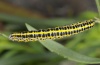 Calophasia lunula: Half-grown larva (Vinschgau, South Tyrol, late June 2011) [N]