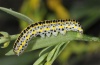 Calophasia lunula: Larva (Vinschgau, South Tyrol, June 2011) [N]