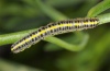 Calophasia lunula: Young larva (Vinschgau, South Tyrol, late July 2011) [N]
