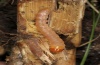 Rhizedra lutosa: Larva (Jagst near Langenburg, mid-June 2012) [S]