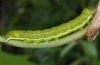 Aporophyla lutulenta: Raupe [S]