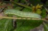 Aporophyla lutulenta: Raupe (die Tiere sind variabel, im Freiland aber meist grün gefärbt)