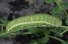 Agrochola lychnidis: Larva in penultimate instar [S]