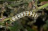 Cucullia lychnitis: Half-grown larva (N-Greece, Falakro mountains, mid-July 2009) [N]