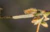 Hadena magnolii: Young larva (Siatista, Northern Greece, early August 2012) [S]