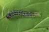 Agrochola mansueta: Half-grown larva (e.l. rearing, Greece, Samos Island, Manolates, young larva in April 2015) [S]