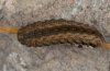 Chersotis margaritacea: Larva [S]
