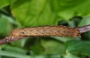 Xestia mejiasi: Larva in penultimate instar (La Palma, Virgen del Pino, December 2012) [S]