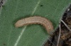 Xestia mejiasi: Halfgrown larva (La Palma, Virgen del Pino, 900m above sea level, December 2012) [M]