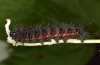 Acronicta menyanthidis: Raupe (Leutkirch, Ende September 2019) [S]