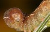 Agrochola meridionalis: Raupe (e.l. Spanien, Avila, Sierra de Gredos, Raupen Ende April 2024) [S]