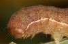 Agrochola meridionalis: Raupe (e.l. Spanien, Avila, Sierra de Gredos, Raupen Ende April 2024) [S]