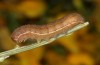Agrochola meridionalis: Raupe (e.l. Spanien, Avila, Sierra de Gredos, Raupen Ende April 2024) [S]