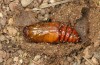 Agrochola meridionalis: Puppe (e.l. Spanien, Avila, Sierra de Gredos, Raupen Ende April 2024) [S]