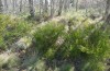 Agrochola meridionalis: Larvalhabitat (Spanien, Avila, Sierra de Gredos, Raupen Ende April 2024) [N]