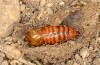 Agrochola meridionalis: Puppe (e.l. Spanien, Avila, Sierra de Gredos, Raupen Ende April 2024) [S]