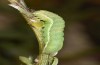Agrochola meridionalis: Halbwüchsige Raupe im vorletzten Stadium (Spanien, Avila, Sierra de Gredos, Raupen Ende April 2024) [S]