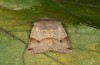 Agrochola meridionalis: Männchen (e.l. Spanien, Avila, Sierra de Gredos, Raupen Ende April 2024) [S]