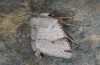 Agrochola meridionalis: Weibchen (e.l. Spanien, Avila, Sierra de Gredos, Raupen Ende April 2024) [S]
