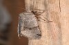 Agrochola meridionalis: Weibchen (e.l. Spanien, Avila, Sierra de Gredos, Raupen Ende April 2024) [S]