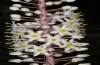 Metachrostis velox: Blütenstand von Drimia maritima [N]