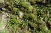 Phlogophora meticulosa: Larvalhabitat mit Blechnum-Farnen (São Miguel, November 2013) [N]