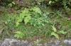 Phlogophora meticulosa: Larval habitat with ferns (Saint Miguel, November 2013) [N]