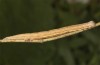 Euclidia mi: Larva (e.o. rearing, S-Germany, Kempter Wald, oviposition in 13. June 2021) [S]