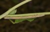 Euclidia mi: Half-grown larva (e.o. rearing, S-Germany, Kempter Wald, oviposition in 13. June 2021) [S]