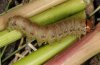 Hydraecia micacea: Raupe (e.l. Illerbeuren 2011) [S]