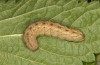 Mniotype occidentalis: Raupe (e.l. Spanien, Almeria, Raupe Mitte November 2022) [S]