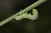 Mniotype occidentalis: Jungraupe (Spanien, Almeria, Mitte November 2022) [S]