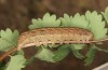 Mniotype occidentalis: Raupe (e.l. Spanien, Almeria, Raupe Mitte November 2022) [S]