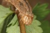 Mniotype occidentalis: Raupe (e.l. Spanien, Almeria, Raupe Mitte November 2022) [S]