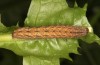 Mniotype occidentalis: Raupe (e.l. Spanien, Almeria, Raupe Mitte November 2022) [S]