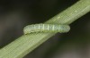 Mniotype occidentalis: Jungraupe (Spanien, Almeria, Mitte November 2022) [S]