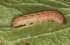 Mniotype occidentalis: Raupe (e.l. Spanien, Almeria, Raupe Mitte November 2022) [S]