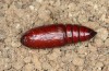 Mniotype occidentalis: Puppe (e.l. Spanien, Almeria, Raupe Mitte November 2022) [S]
