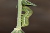 Mniotype occidentalis: Jungraupe (Spanien, Almeria, Mitte November 2022) [S]