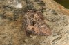 Mniotype occidentalis: Falter (e.l. Spanien, Almeria, Raupe Mitte November 2022) [S]