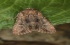 Mniotype occidentalis: Falter (e.l. Spanien, Almeria, Raupe Mitte November 2022) [S]