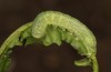 Mniotype occidentalis: Halbwüchsige Raupe im drittletzten Stadium (e.l. Spanien, Almeria, Raupe Mitte November 2022) [S]